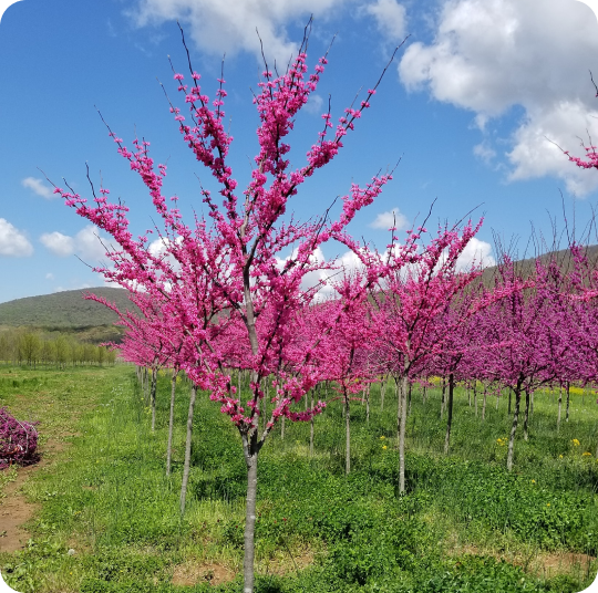 Hidden Valley Nursery plants