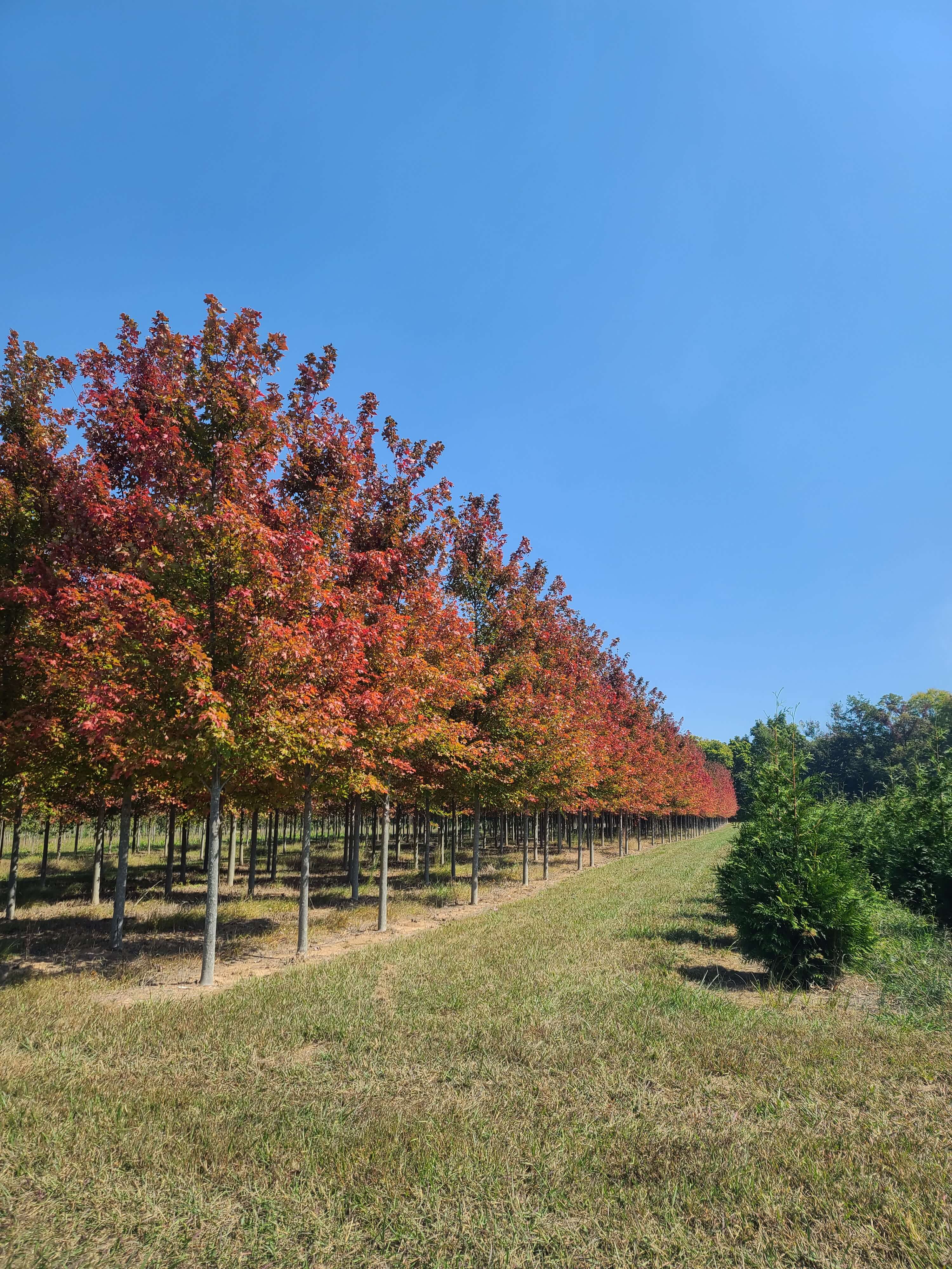 Hidden Valley Nursery greenhouse
