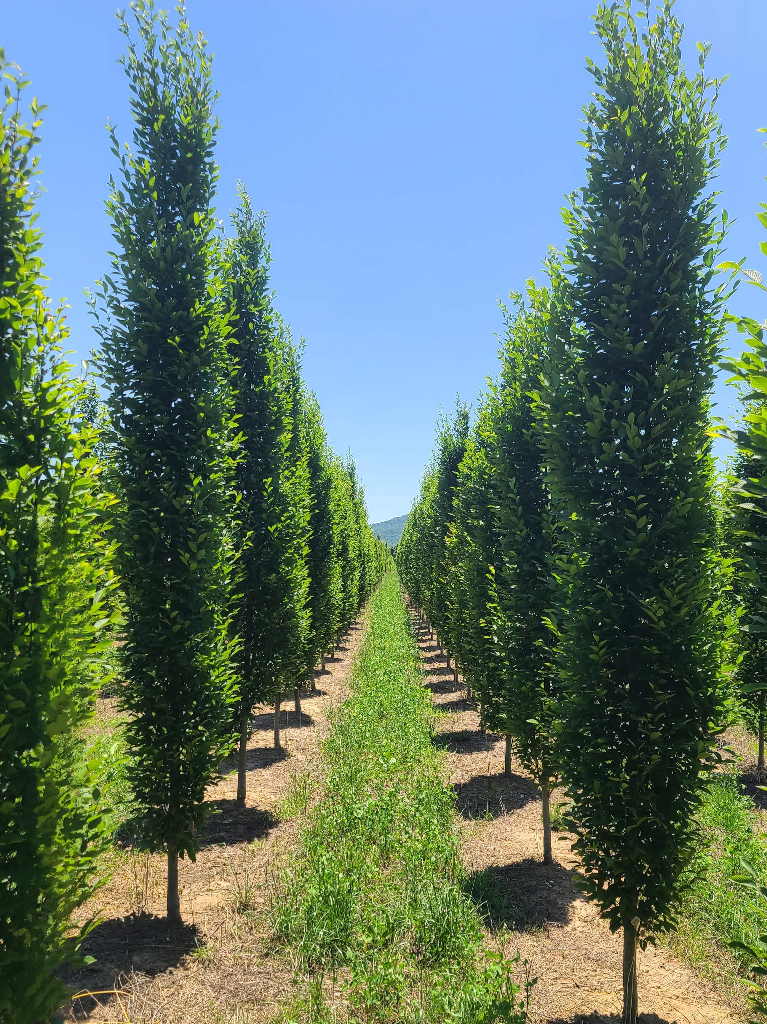 Quote form illustration